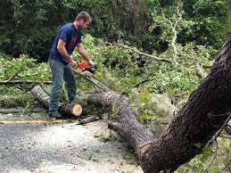 Best Storm Damage Tree Cleanup  in Norcross, GA