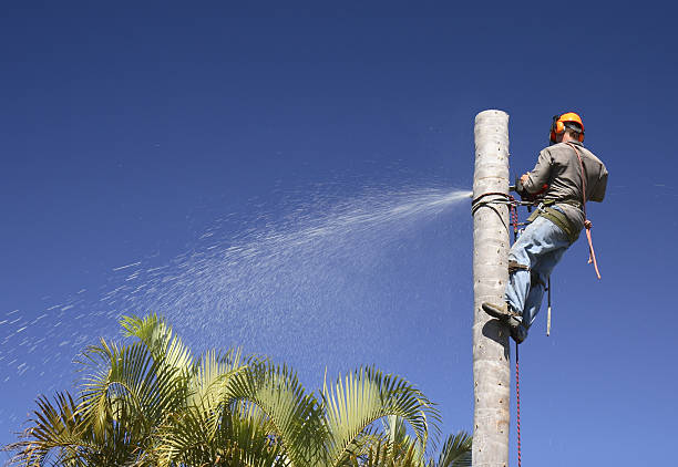 Norcross, GA Tree Removal Services Company