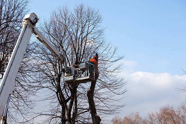 How Our Tree Care Process Works  in  Norcross, GA